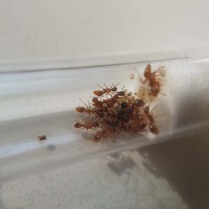 Myrmica rubra kolonie