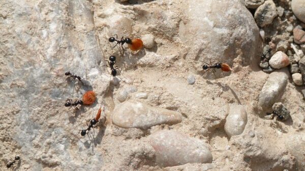 mierenkolonie oogstmier