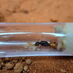 Camponotus sansabeanus