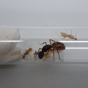 Camponotus maculatus
