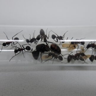 Camponotus mutilarius