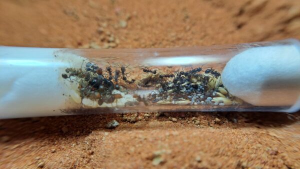 Messor angularis mieren afrika